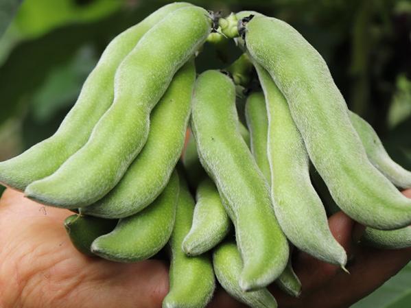 狗爪豆最新價格及市場分析概覽