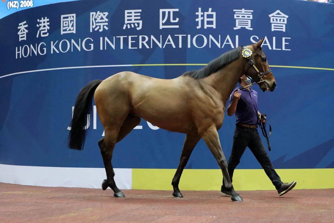 馬會香港7777788888,動態解析詞匯_擴展版57.553