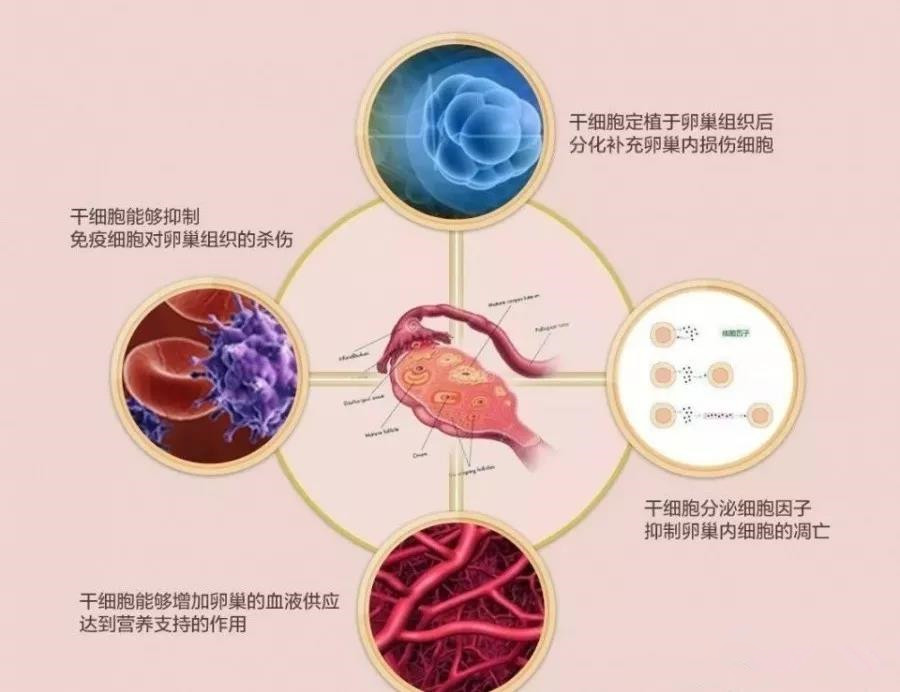 最新版的干細(xì)胞技術(shù)重塑醫(yī)學(xué)與生命科學(xué)未來